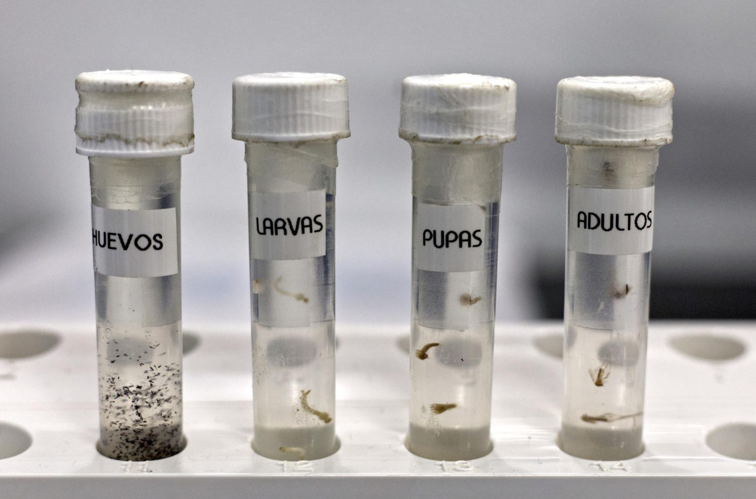 Fotografía del 16 de agosto de 2024 de tubos con huevos, larvas, pupas y mosquitos adultos en el laboratorio de la Unidad de Control de Vectores, en San Juan (Puerto Rico). EFE/ Thais Llorca