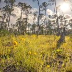 Fotografía cedida por los Parques estatales de Florida de un sendero de bosques llanos en el Parque Estatal Jonathan Dickinson ubicado en Jupiter, Florida (EE. UU). EFE/Christian Murillo/Parques estatales de Florida /SOLO USO EDITORIAL /NO VENTAS /SOLO DISPONIBLE PARA ILUSTRAR LA NOTICIA QUE ACOMPAÑA /CRÉDITO OBLIGATORIO