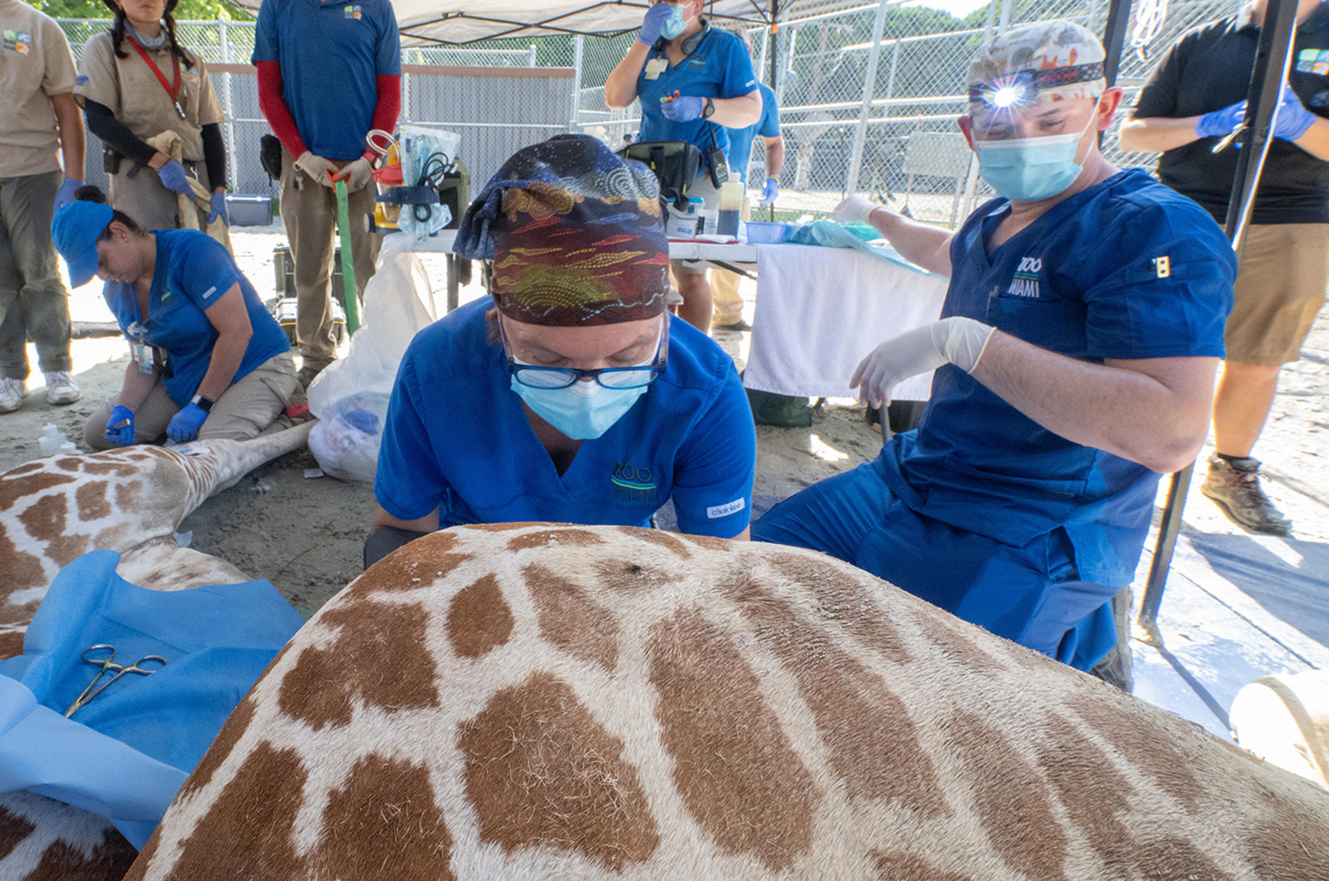 Fotografía cedida por el Zoológico de Miami donde aparecen los veterinarios asociados del centro, los doctores Gaby Flacke, y Nick Buscaglia durante la intervención quirúrgica de la jirafa 'Garbanzo' el miércoles 11 de septiembre en Miami, Florida. EFE/Ron Magill/Zoo Miami /SOLO USO EDITORIAL /NO VENTAS /SOLO DISPONIBLE PARA ILUSTRAR LA NOTICIA QUE ACOMPAÑA /CRÉDITO OBLIGATORIO
