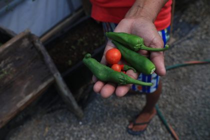 La guatemalteca Gloria Gómez muestra la cosecha de hortalizas en un vivero del albergue 'El Buen Samaritano', este jueves en Ciudad Juárez (México). EFE / Luis Torres