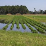 Fotografía del 8 de agosto de 2024 cedida por el Instituto de Ciencias Agrícolas y Alimentarias de la Universidad de Florida (UF/IFAS) donde se muestra el nivel de inundación causada por el huracán Debby en un campo de maní en el Centro de Investigación y Educación del centro académico localizado en el valle de Suwannee en Live Oak, Florida. EFE/Tyler Jones/UF/IFAS /SOLO USO EDITORIAL /NO VENTAS /SOLO DISPONIBLE PARA ILUSTRAR LA NOTICIA QUE ACOMPAÑA /CRÉDITO OBLIGATORIO