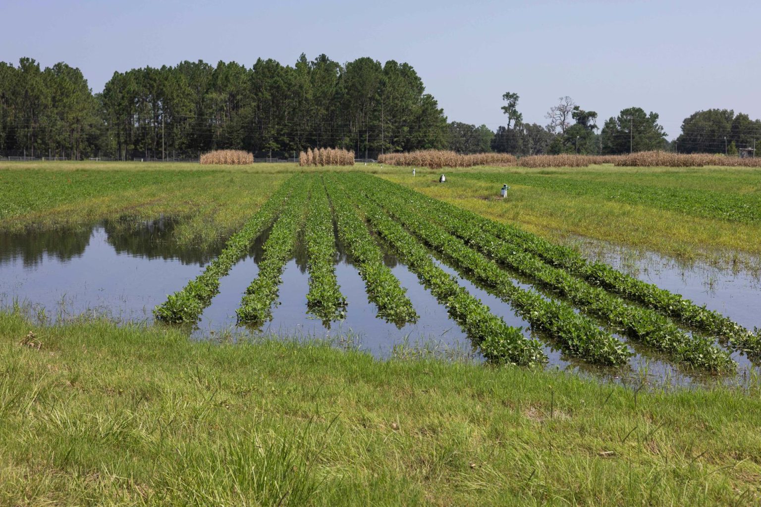 Fotografía del 8 de agosto de 2024 cedida por el Instituto de Ciencias Agrícolas y Alimentarias de la Universidad de Florida (UF/IFAS) donde se muestra el nivel de inundación causada por el huracán Debby en un campo de maní en el Centro de Investigación y Educación del centro académico localizado en el valle de Suwannee en Live Oak, Florida. EFE/Tyler Jones/UF/IFAS /SOLO USO EDITORIAL /NO VENTAS /SOLO DISPONIBLE PARA ILUSTRAR LA NOTICIA QUE ACOMPAÑA /CRÉDITO OBLIGATORIO