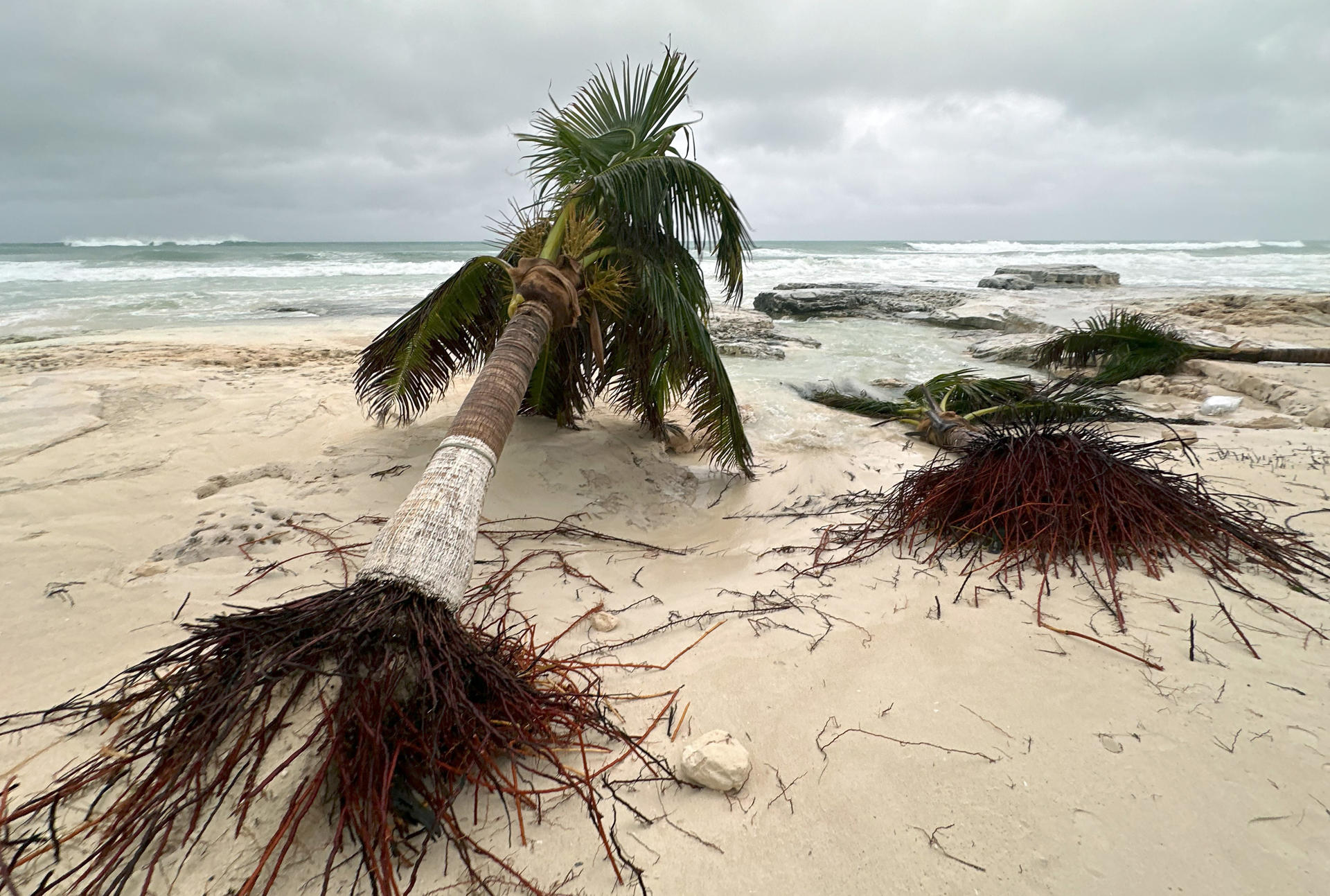 Fotografía de palmeras derribadas por los vientos del huracán Helene, este miércoles en el balneario de Cancún, en Quintana Roo (México). EFE/Alonso Cupul
