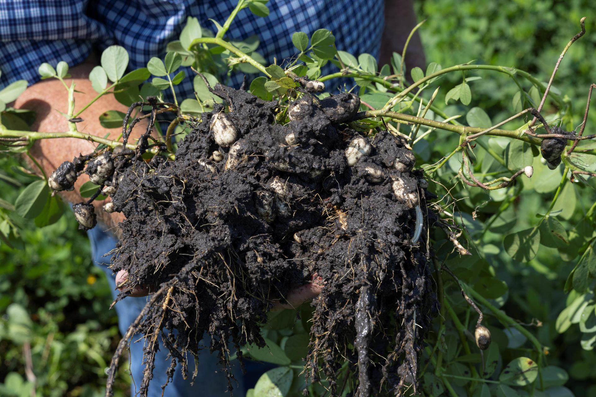 Fotografía del 8 de agosto del 2024 cedida por el Instituto de Ciencias Agrícolas y Alimentarias de la Universidad de Florida (UF/IFAS) donde aparece un integrante del personal mientras sostiene plantas de maní saturadas por el agua de lluvia del huracán Debby en el Centro de Investigación y Educación del centro académico localizado en el valle de Suwannee en Live Oak, Florida. EFE/Tyler Jones/UF/IFAS /SOLO USO EDITORIAL /NO VENTAS /SOLO DISPONIBLE PARA ILUSTRAR LA NOTICIA QUE ACOMPAÑA /CRÉDITO OBLIGATORIO
