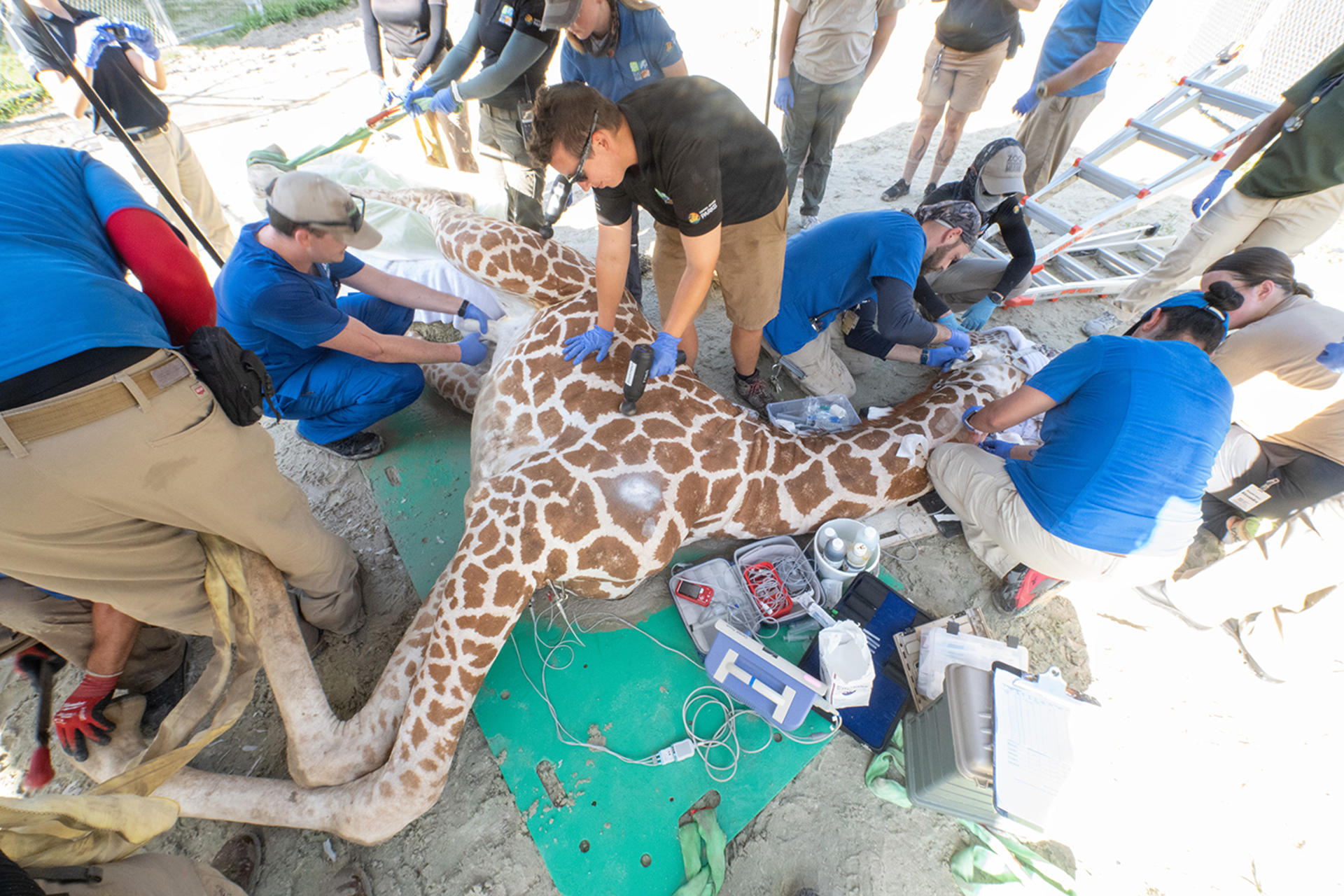 Fotografía cedida por el Zoológico de Miami donde aparecen varios miembros de los equipos de Salud Animal y Ciencia Animal del centro mientras realizan múltiples tareas durante la inmovilización de la jirafa 'Garbanzo' el miércoles 11 de septiembre en Miami, Florida. EFE/Ron Magill/Zoo Miami /SOLO USO EDITORIAL /NO VENTAS /SOLO DISPONIBLE PARA ILUSTRAR LA NOTICIA QUE ACOMPAÑA /CRÉDITO OBLIGATORIO
