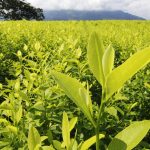 Fotografía de archivo que muestra un cultivo de coca. EFE/ Mario Caicedo