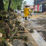 Personal de Protección Civil, retira un árbol caído de una de las avenida principales, este domingo en el puerto de Veracruz (México). EFE/Miguel Victoria