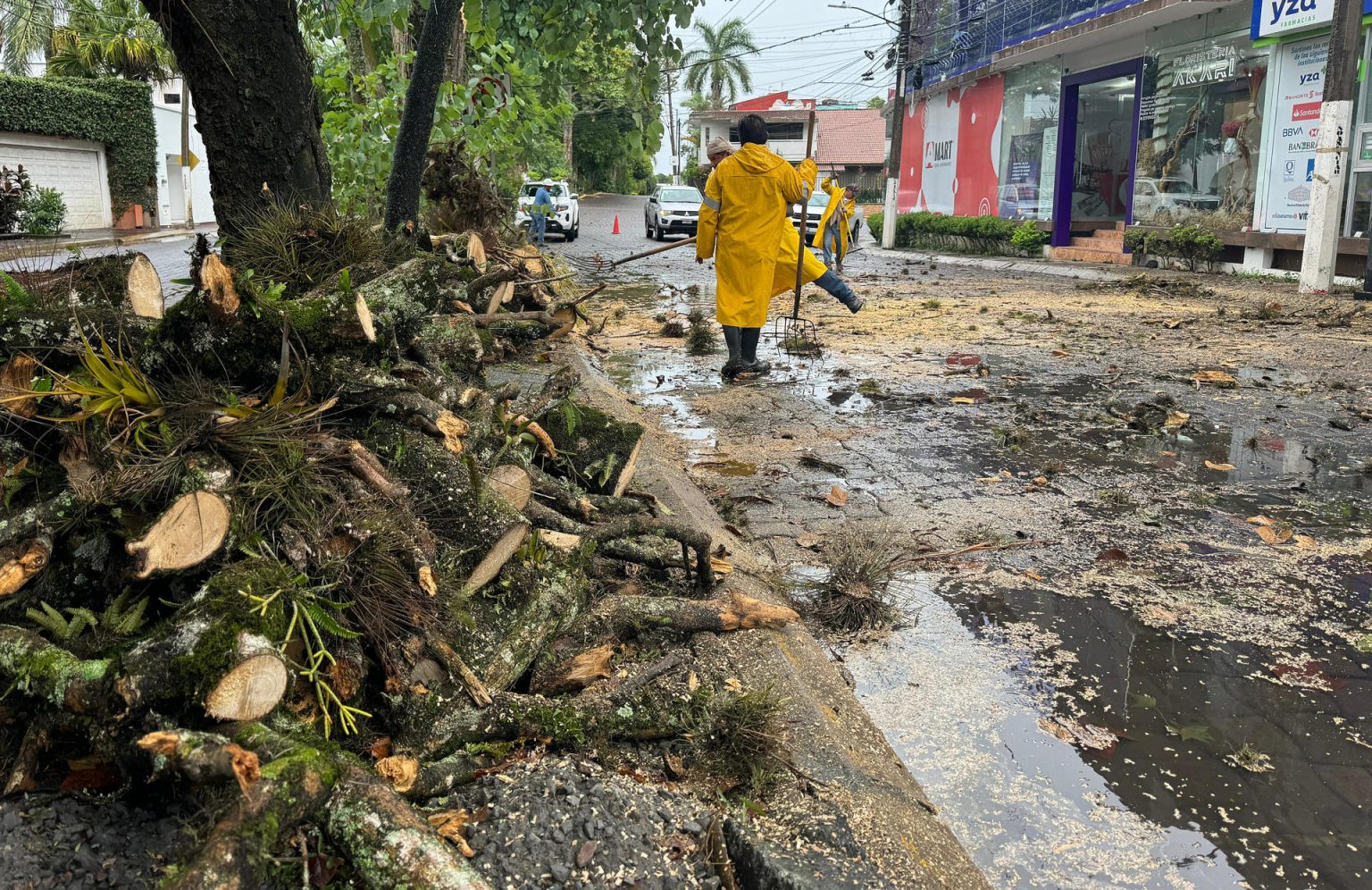 Personal de Protección Civil, retira un árbol caído de una de las avenida principales, este domingo en el puerto de Veracruz (México). EFE/Miguel Victoria