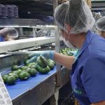 Fotografía cedida este lunes por la Secretaría de Agricultura y Desarrollo Rural (Sader) de trabajadores en una empacadora de aguacate de Ciudad de México (México). EFE/Secretaría de Agricultura y Desarrollo Rural/SOLO USO EDITORIAL/SOLO DISPONIBLE PARA ILUSTRAR LA NOTICIA QUE ACOMPAÑA (CRÉDITO OBLIGATORIO)