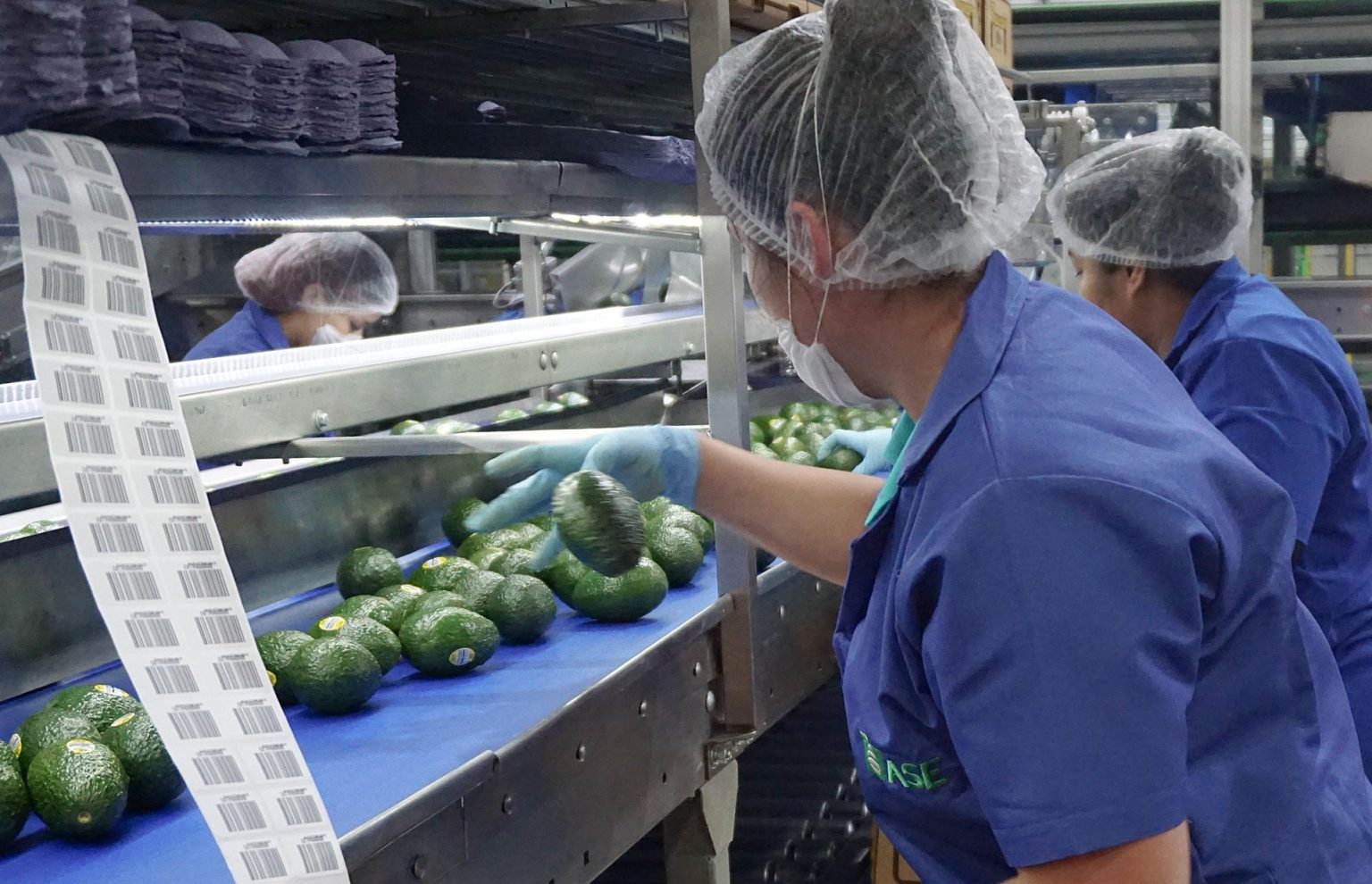 Fotografía cedida este lunes por la Secretaría de Agricultura y Desarrollo Rural (Sader) de trabajadores en una empacadora de aguacate de Ciudad de México (México). EFE/Secretaría de Agricultura y Desarrollo Rural/SOLO USO EDITORIAL/SOLO DISPONIBLE PARA ILUSTRAR LA NOTICIA QUE ACOMPAÑA (CRÉDITO OBLIGATORIO)