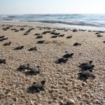 Fotografía de archivo de pequeñas tortugas adentrándose al mar, en las playas de Baja California (México). Grupos ambientalistas exigieron frenar la mortandad de tortuga caguama por la pesca ilegal. EFE/STR