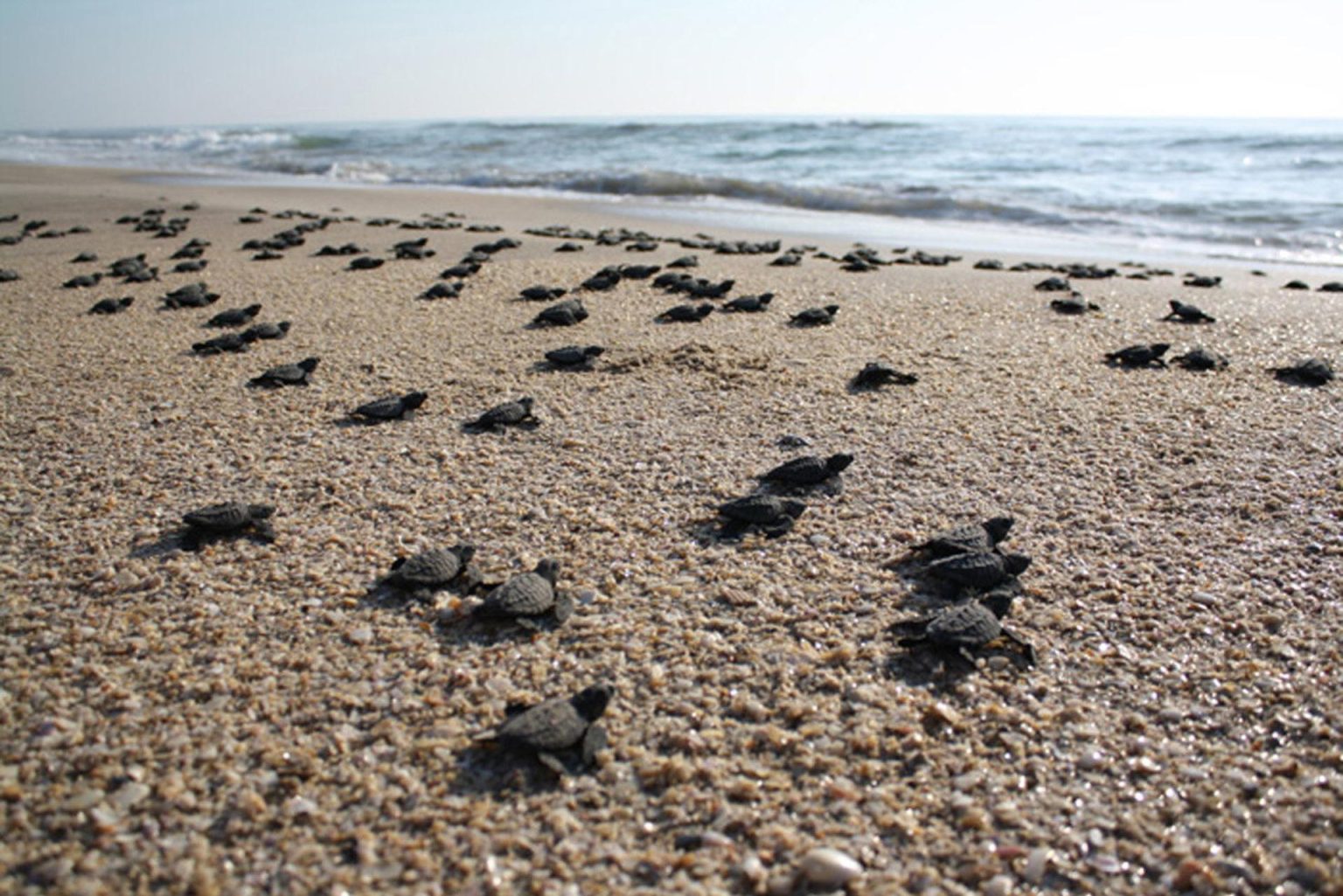 Fotografía de archivo de pequeñas tortugas adentrándose al mar, en las playas de Baja California (México). Grupos ambientalistas exigieron frenar la mortandad de tortuga caguama por la pesca ilegal. EFE/STR