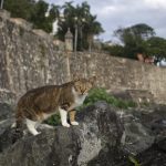 Fotografía de archivo que muestra un gato mientras observa desde una piedra en la muralla del barrio colonial del Viejo San Juan en Puerto Rico. EFE/Thais Llorca