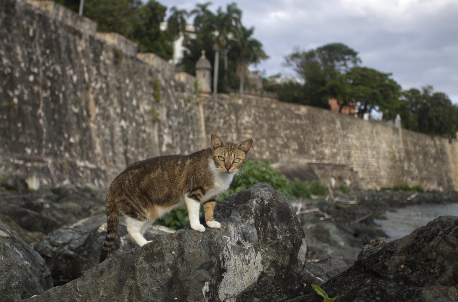 Fotografía de archivo que muestra un gato mientras observa desde una piedra en la muralla del barrio colonial del Viejo San Juan en Puerto Rico. EFE/Thais Llorca