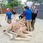 Fotografía cedida por el Zoológico de Miami donde aparecen varios miembros del equipo del zoológico mientras colocan a la jirafa 'Garbanzo' en posición para ayudarle a salir de la anestesia el miércoles 11 de septiembre en Miami, Florida. EFE/Ron Magill/Zoo Miami /SOLO USO EDITORIAL /NO VENTAS /SOLO DISPONIBLE PARA ILUSTRAR LA NOTICIA QUE ACOMPAÑA /CRÉDITO OBLIGATORIO