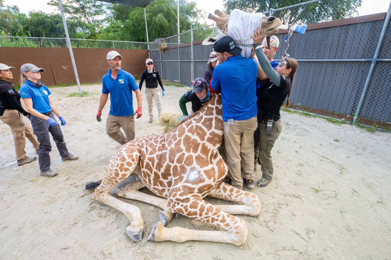 Fotografía cedida por el Zoológico de Miami donde aparecen varios miembros del equipo del zoológico mientras colocan a la jirafa 'Garbanzo' en posición para ayudarle a salir de la anestesia el miércoles 11 de septiembre en Miami, Florida. EFE/Ron Magill/Zoo Miami /SOLO USO EDITORIAL /NO VENTAS /SOLO DISPONIBLE PARA ILUSTRAR LA NOTICIA QUE ACOMPAÑA /CRÉDITO OBLIGATORIO