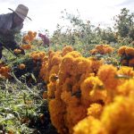 Fotografía del 19 de octubre de 2024 de un agricultor cosechando flores de cempasúchil, en el municipio de Atlixco (México). EFE/ Hilda Ríos