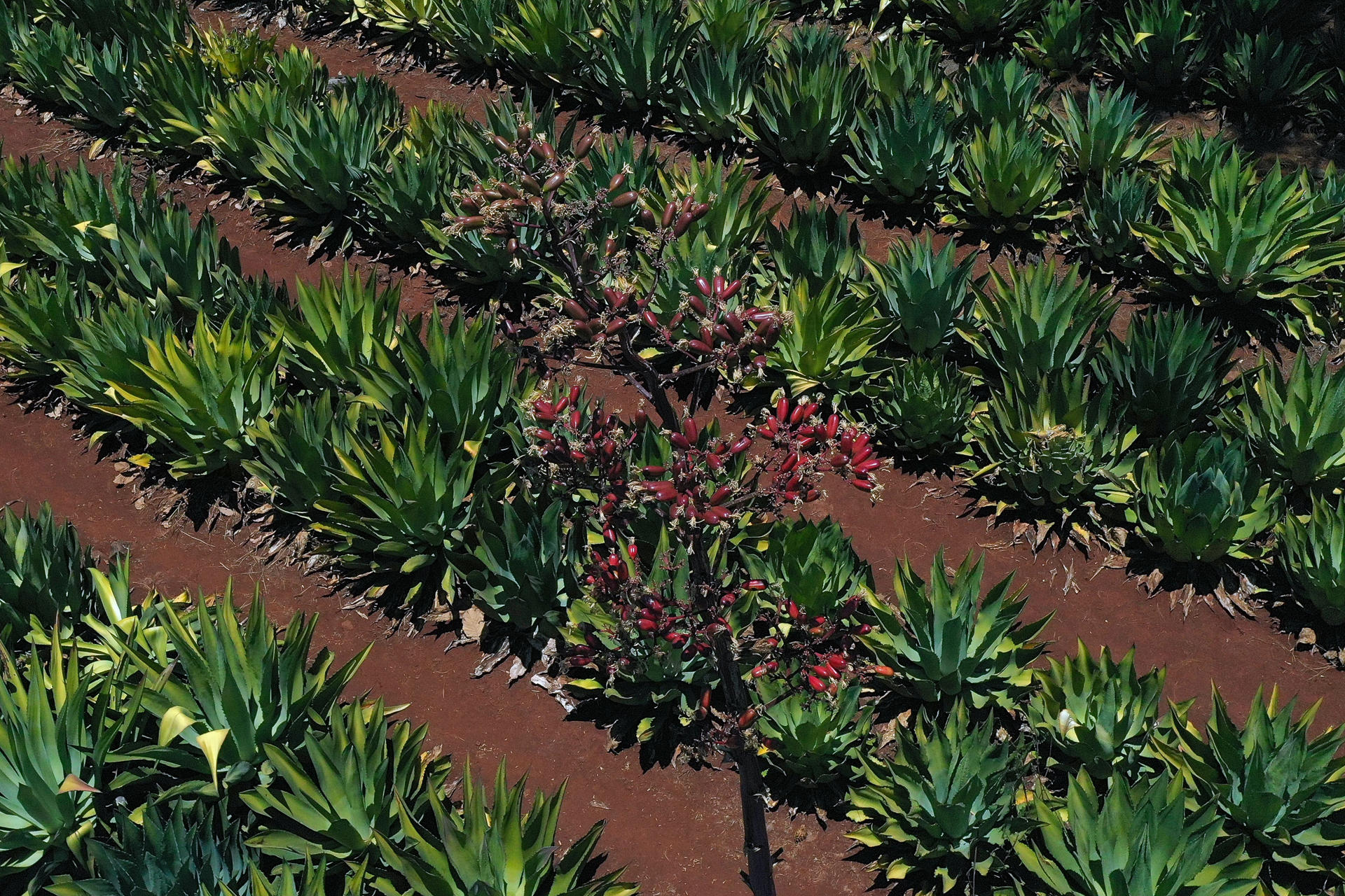 Fotografía del 25 de octubre de 2024 del tallo o 'quiote' de agave en el municipio de Mixtlán en el estado de Jalisco (México). EFE/Francisco Guasco
