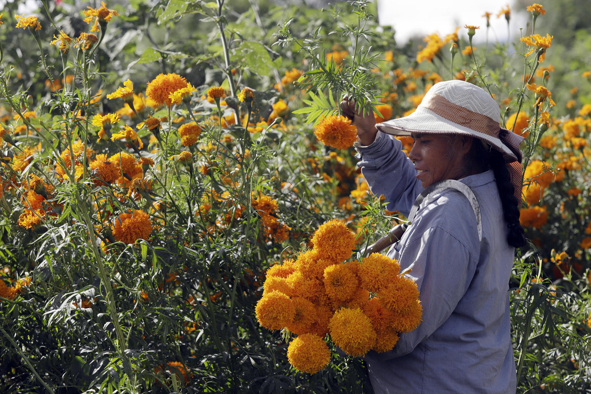 Fotografía del 19 de octubre de 2024 de una agricultora cosechando flores de cempasúchil, en el municipio de Atlixco (México). EFE/ Hilda Ríos
