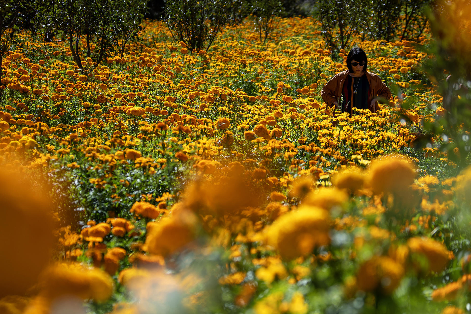 Una mujer camina por un campo de flores de cempasúchil, el 26 de octubre de 2024, en la Sierra de Santiago estado de Nuevo León (México). EFE/Miguel Sierra
