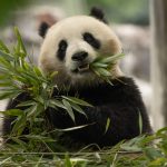 Fotografía cedida por el Zoológico Nacional Smithsonian del panda gigante Qing Bao en el Centro de Pandas de Dujiangyan (China). EFE/Roshan Patel/NZP-Smithsonian's National Zoo /SOLO USO EDITORIAL /NO VENTAS /SOLO DISPONIBLE PARA ILUSTRAR LA NOTICIA QUE ACOMPAÑA /CRÉDITO OBLIGATORIO