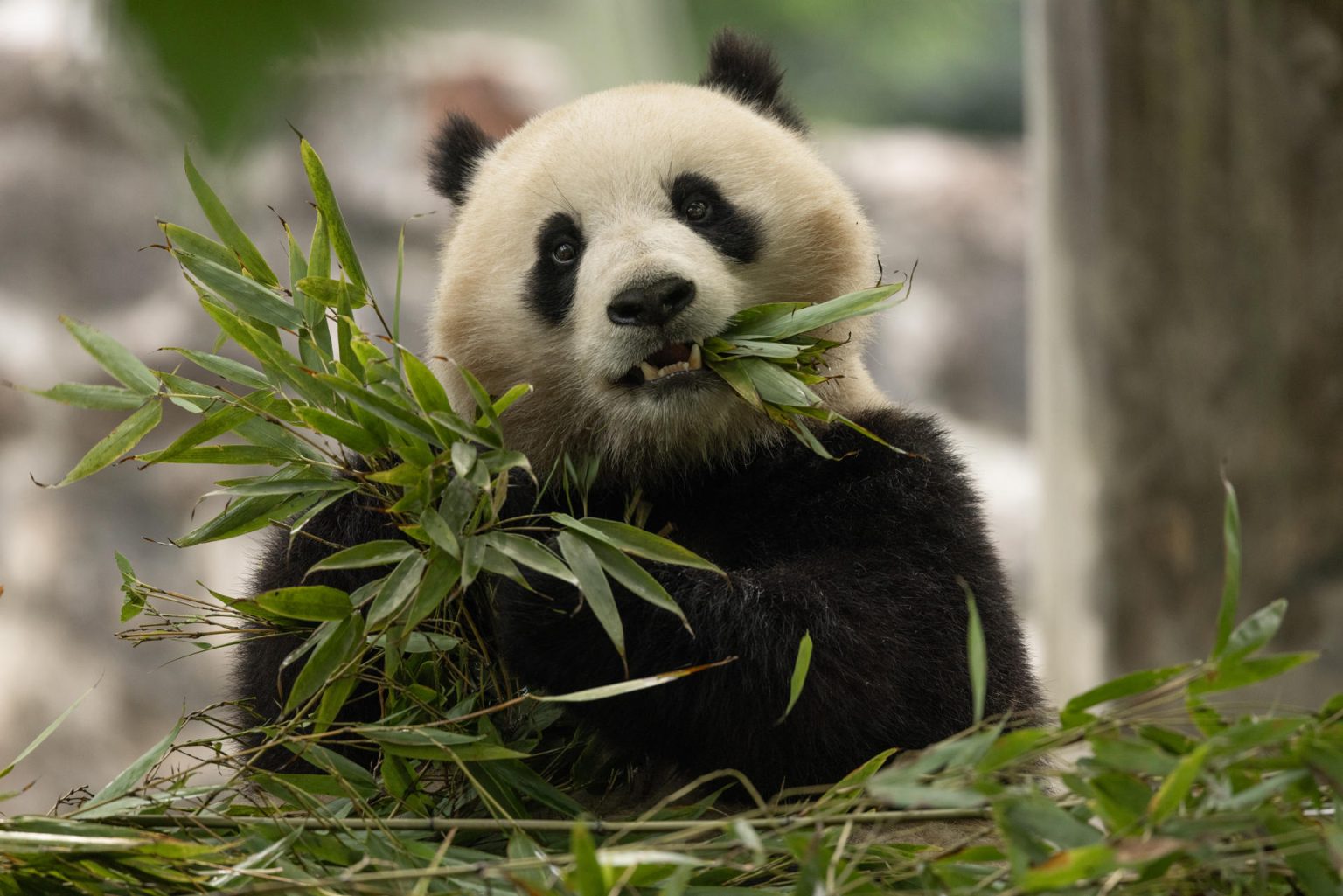 Fotografía cedida por el Zoológico Nacional Smithsonian del panda gigante Qing Bao en el Centro de Pandas de Dujiangyan (China). EFE/Roshan Patel/NZP-Smithsonian's National Zoo /SOLO USO EDITORIAL /NO VENTAS /SOLO DISPONIBLE PARA ILUSTRAR LA NOTICIA QUE ACOMPAÑA /CRÉDITO OBLIGATORIO