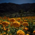 Fotografía del 26 de octubre de 2024 de un campo de flores de cempasutchil, en la Sierra de Santiago estado de Nuevo León (México). EFE/Miguel Sierra