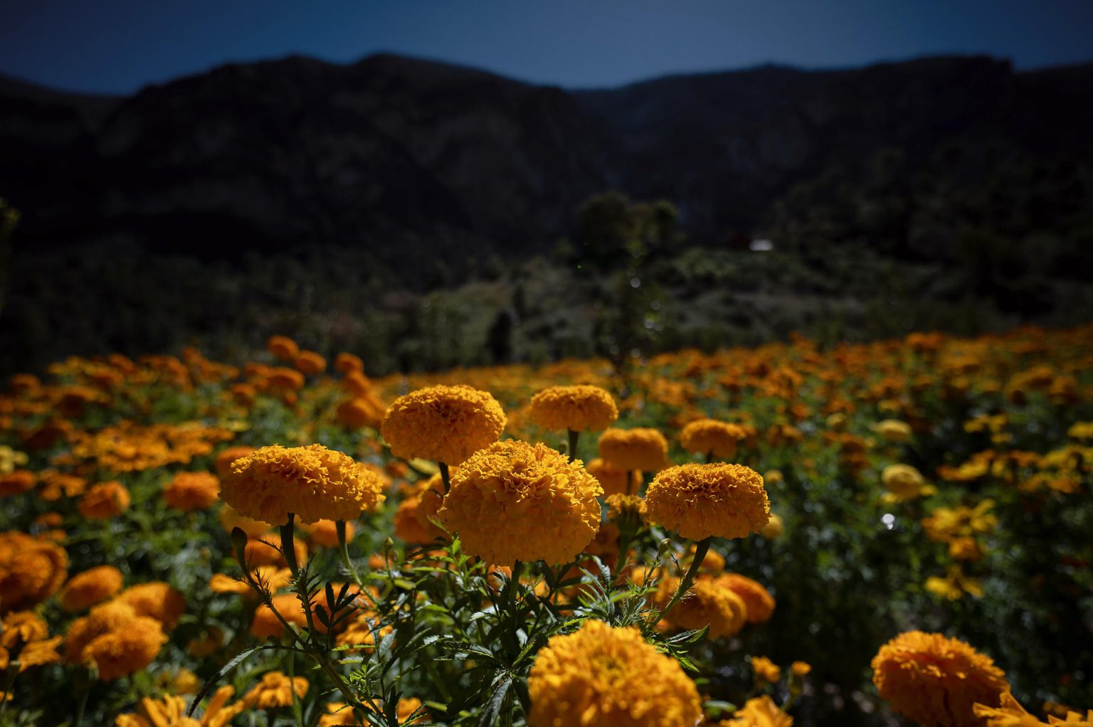 Fotografía del 26 de octubre de 2024 de un campo de flores de cempasutchil, en la Sierra de Santiago estado de Nuevo León (México). EFE/Miguel Sierra