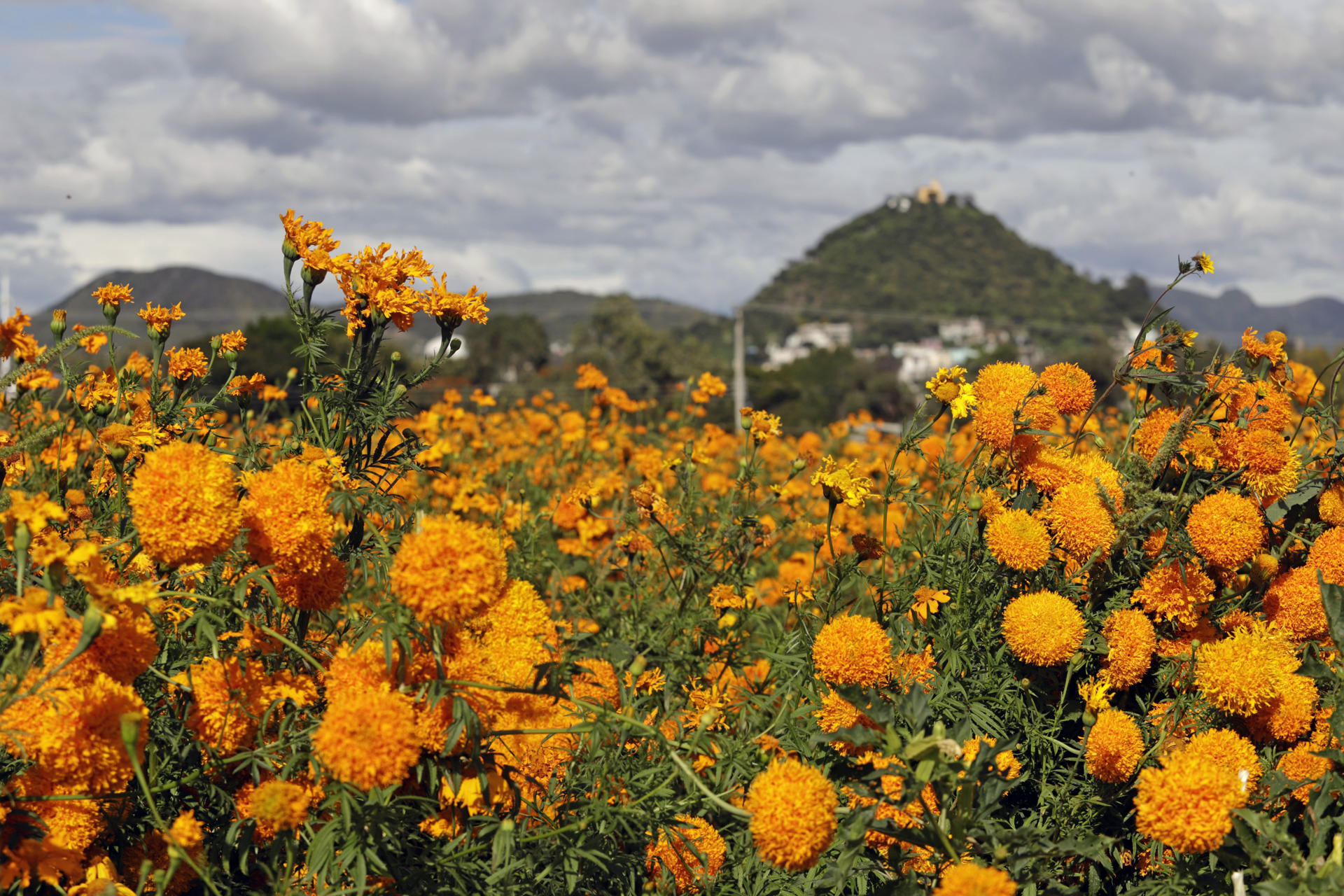 Fotografía del 19 de octubre de 2024 de un campo de flores de cempasúchil, en el municipio de Atlixco (México). EFE/ Hilda Ríos
