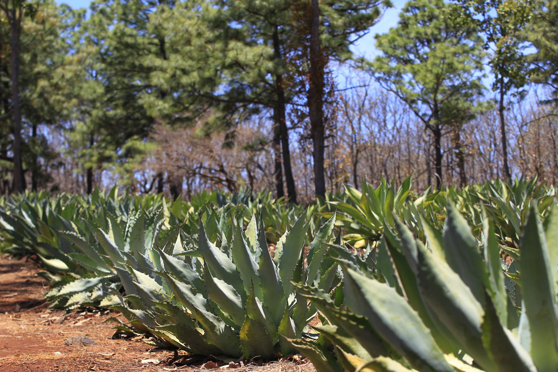 Fotografía del 25 de octubre de 2024 del tallo o 'quiote' de agave en el municipio de Mixtlán en el estado de Jalisco (México). EFE/Francisco Guasco
