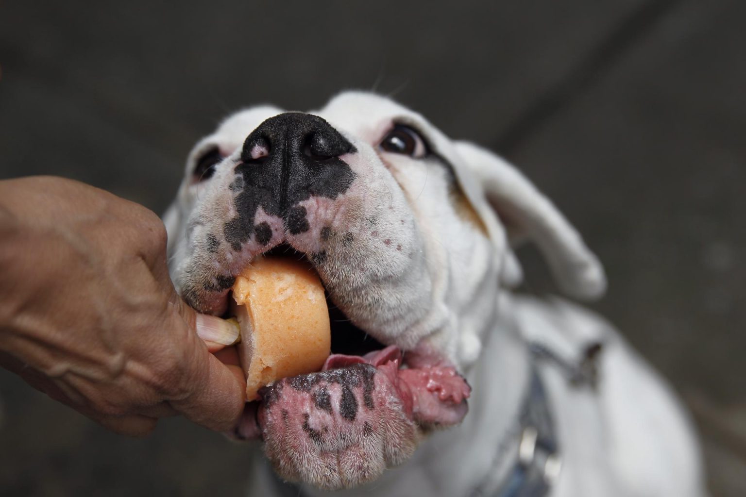 Fotografía que muestra una mascota disfrutando de un helado en Ciudad de México. Archivo. EFE/Sáshenka Gutiérrez