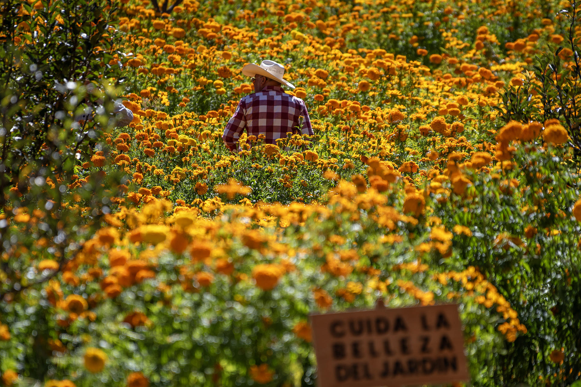 Un campesino revisa flores de cempasúchil, el 26 de octubre de 2024 en la Sierra de Santiago estado de Nuevo León (México). EFE/Miguel Sierra
