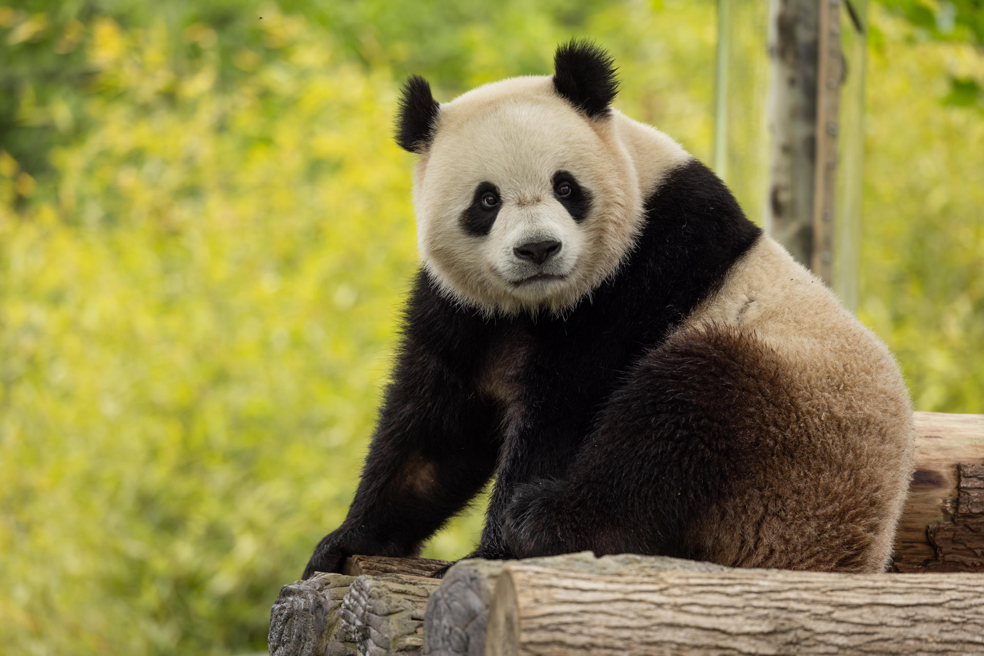 Fotografía cedida por el Zoológico Nacional Smithsonian del panda gigante Bao Li en la reserva de pandas gigantes de Wolong, base de pandas de Shenshuping. EFE/Roshan Patel/NZP-Smithsonian's National Zoo /SOLO USO EDITORIAL /NO VENTAS /SOLO DISPONIBLE PARA ILUSTRAR LA NOTICIA QUE ACOMPAÑA /CRÉDITO OBLIGATORIO
