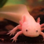 Imagen de archivo en donde se observa un axolote mexicano nadando en un tanque de un acuario. EFE/ Nic Bothma