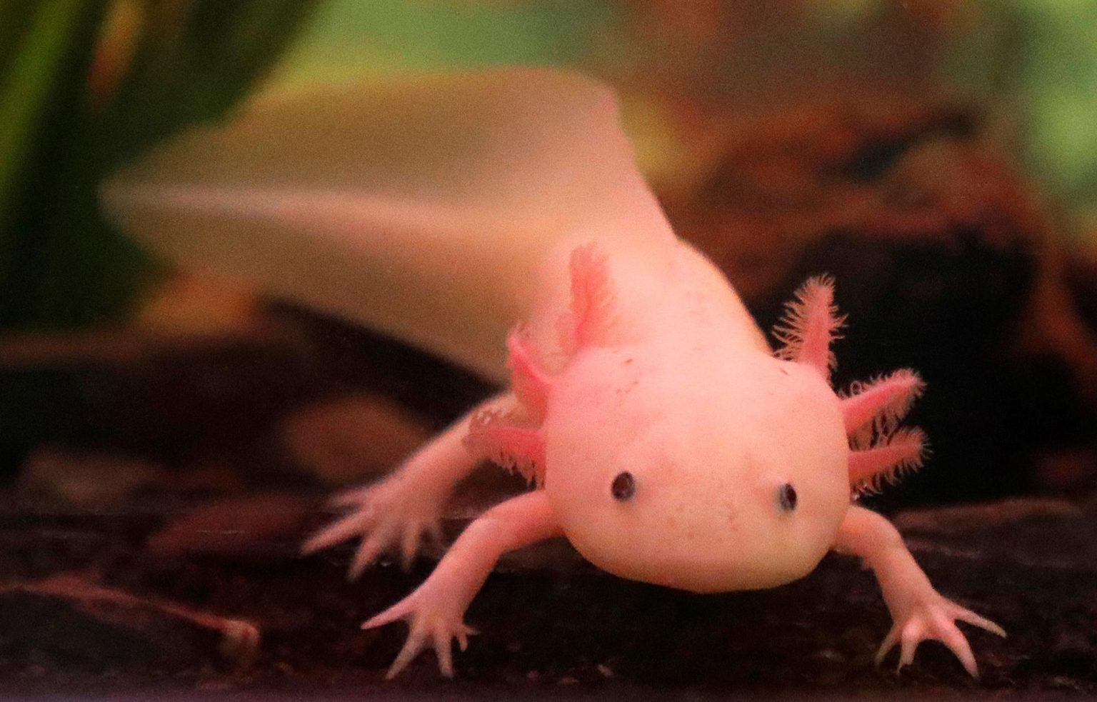 Imagen de archivo en donde se observa un axolote mexicano nadando en un tanque de un acuario. EFE/ Nic Bothma