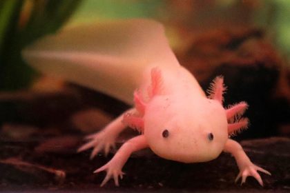 Imagen de archivo en donde se observa un axolote mexicano nadando en un tanque de un acuario. EFE/ Nic Bothma