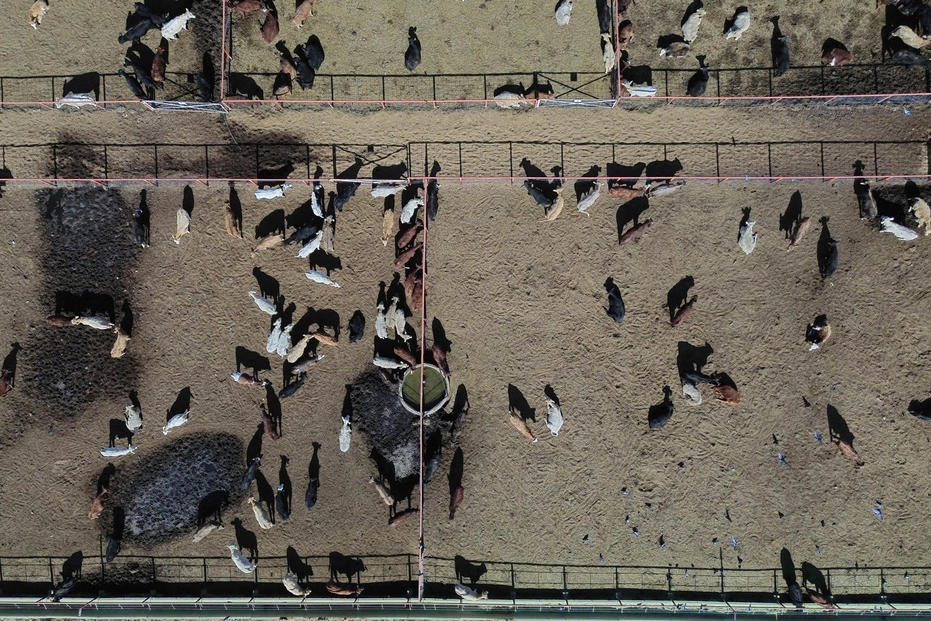 Fotografía aérea de ganado vacuno este jueves en Ciudad Juárez, Chihuahua (México). EFE/ Luis Torres
