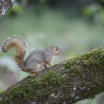 Fotografía de archivo de una ardilla en Eugene (Estados Unidos). EFE/ Kai Forsterling