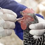 Fotografía de archivo en donde se observa a un especialista de la Oficina de control animal del departamento de Agricultura estatal de Florida, sacar una prueba de saliva de un ave de una granja de Miami, Florida (EEUU). EFE/John Riley