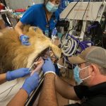 Fotografía cedida por el Zoológico de Miami donde aparecen unos veterinarios y personal del Hospital de Animales mientras realizan una limpieza bucal a Kwame, un león macho de 17 años que pesa unos167 kilos (396 libras). EFE/Ron Magill/Zoo Miami /SOLO USO EDITORIAL /NO VENTAS /SOLO DISPONIBLE PARA ILUSTRAR LA NOTICIA QUE ACOMPAÑA /CRÉDITO OBLIGATORIO