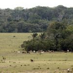 Vista de terrenos deforestados y convertidos para la ganadería, en el Parque Nacional Natural Tinigua en el departamento del Meta (Colombia). Imagen de archivo. EFE/ Mauricio Dueñas Castañeda