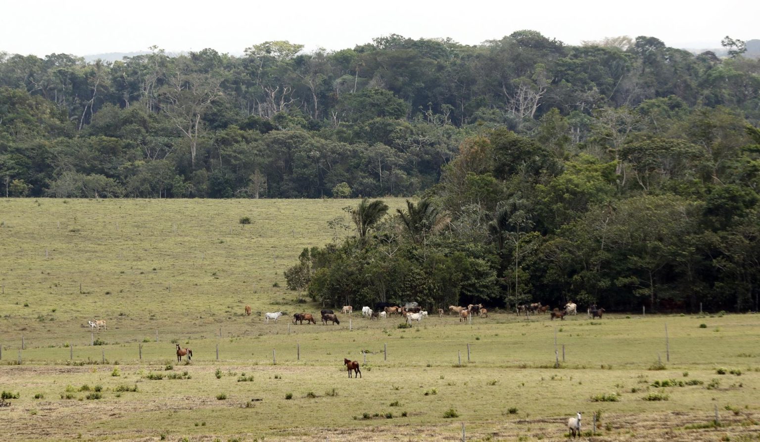 Vista de terrenos deforestados y convertidos para la ganadería, en el Parque Nacional Natural Tinigua en el departamento del Meta (Colombia). Imagen de archivo. EFE/ Mauricio Dueñas Castañeda