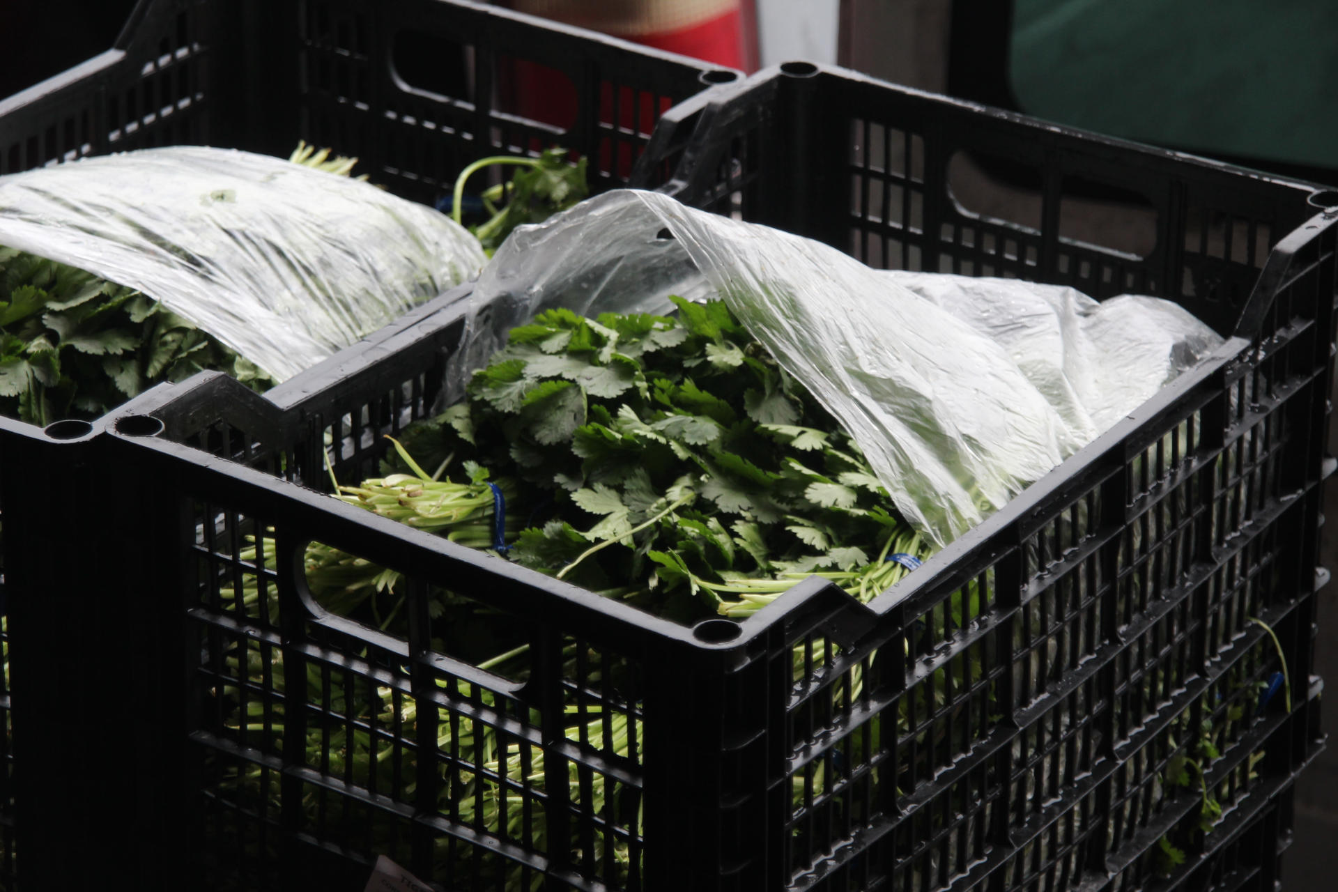 Fotografía de cilantro importado desde México en la central de abastos McAllen este miércoles, en Texas (Estados Unidos). EFE/ James Rodríguez
