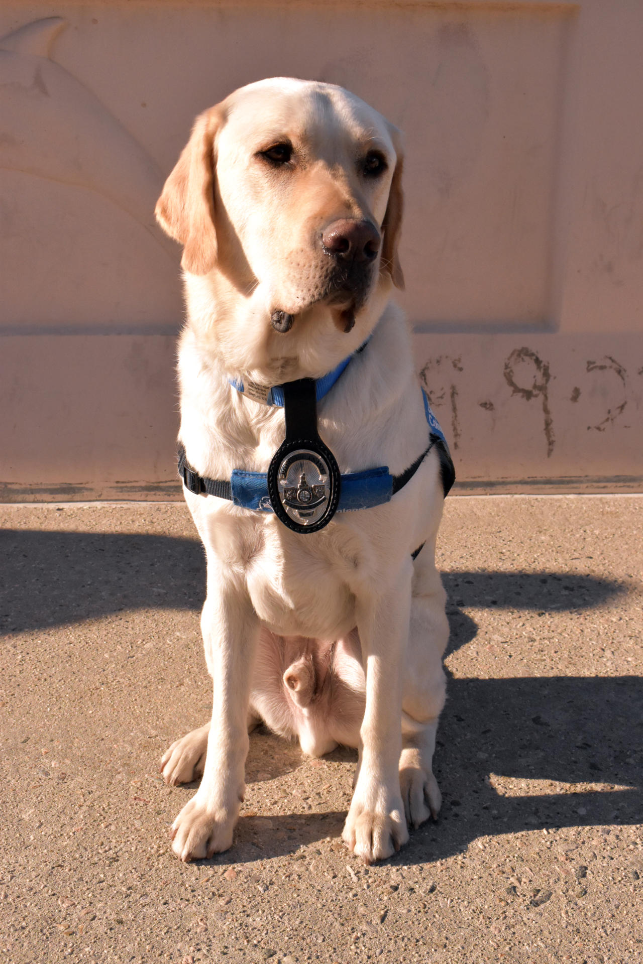 Fotografía del perro golden retriever Brisket, este lunes en el Puesto de Comando de Incidentes (ICP), en Zuma Beach, Malibú (Estados Unidos). EFE/ Mónica Rubalcava
