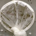 Fotografía de archivo de una bolsa con mosquitos en el laboratorio de la Unidad de Control de Vectores, en San Juan (Puerto Rico). EFE/ Thais Llorca