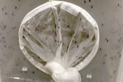 Fotografía de archivo de una bolsa con mosquitos en el laboratorio de la Unidad de Control de Vectores, en San Juan (Puerto Rico). EFE/ Thais Llorca