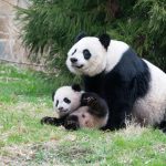 Fotografía cedida por el Zoológico nacional Smithsoniano donde se observan a las dos nuevos pandas gigantes Bao Li y Qing Bao. EFE/ Zoológico Nacional Smithsoniano/ SOLO USO EDITORIAL/SOLO DISPONIBLE PARA ILUSTRAR LA NOTICIA QUE ACOMPAÑA (CRÉDITO OBLIGATORIO)