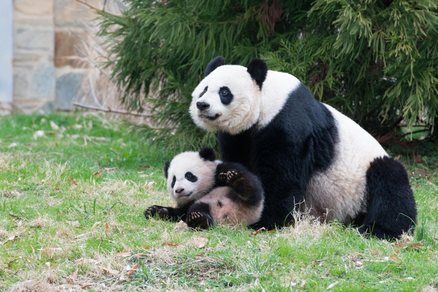 Fotografía cedida por el Zoológico nacional Smithsoniano donde se observan a las dos nuevos pandas gigantes Bao Li y Qing Bao. EFE/ Zoológico Nacional Smithsoniano/ SOLO USO EDITORIAL/SOLO DISPONIBLE PARA ILUSTRAR LA NOTICIA QUE ACOMPAÑA (CRÉDITO OBLIGATORIO)