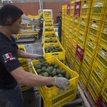 Imagen de archivo de una vista general de un trabajador en una empacadora de aguacate en la ciudad de Uruapan (México). EFE/Luis Enrique Granados