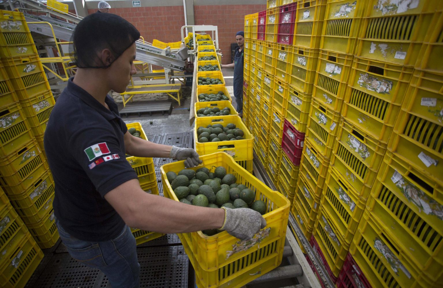 Imagen de archivo de una vista general de un trabajador en una empacadora de aguacate en la ciudad de Uruapan (México). EFE/Luis Enrique Granados